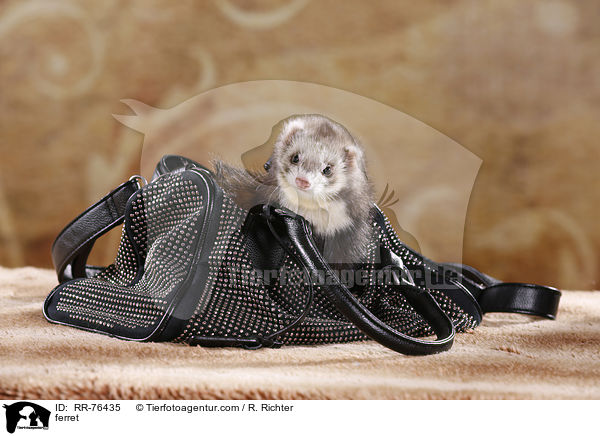 Frettchen / ferret / RR-76435