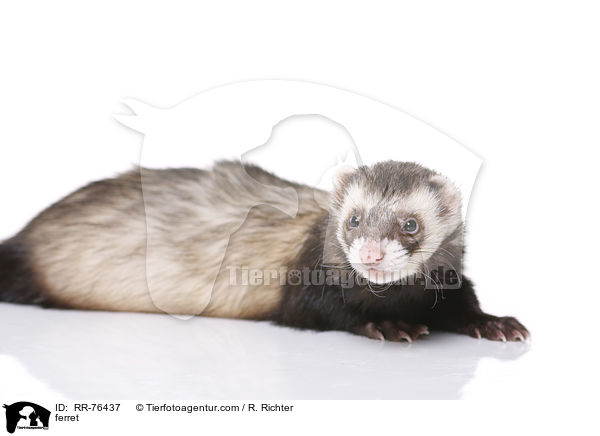 ferret / RR-76437