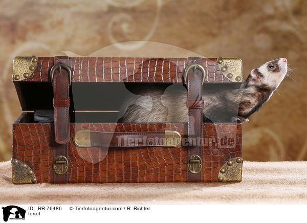 Frettchen / ferret / RR-76486
