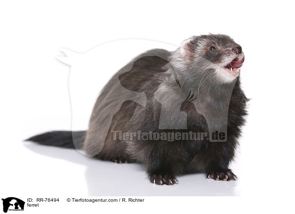 Frettchen / ferret / RR-76494