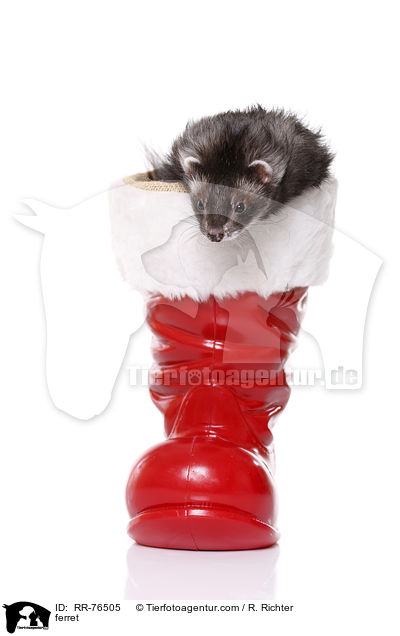 Frettchen / ferret / RR-76505