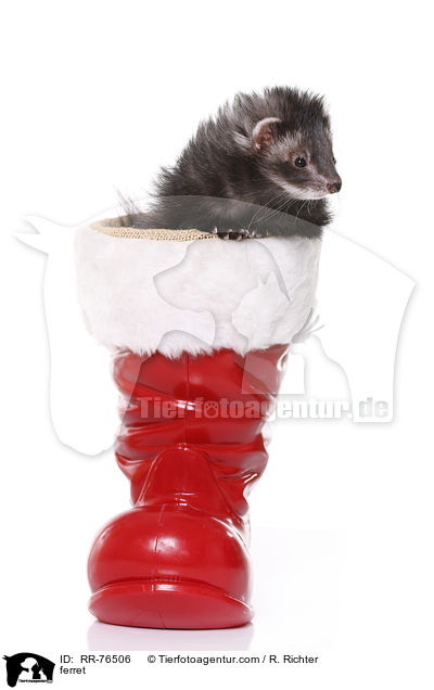ferret / RR-76506