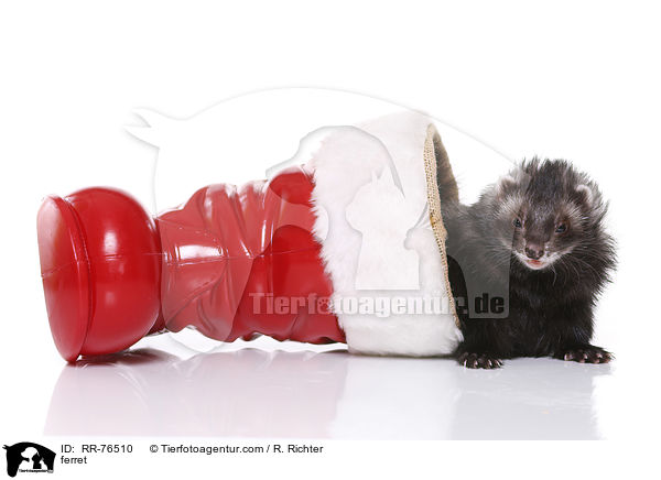 Frettchen / ferret / RR-76510