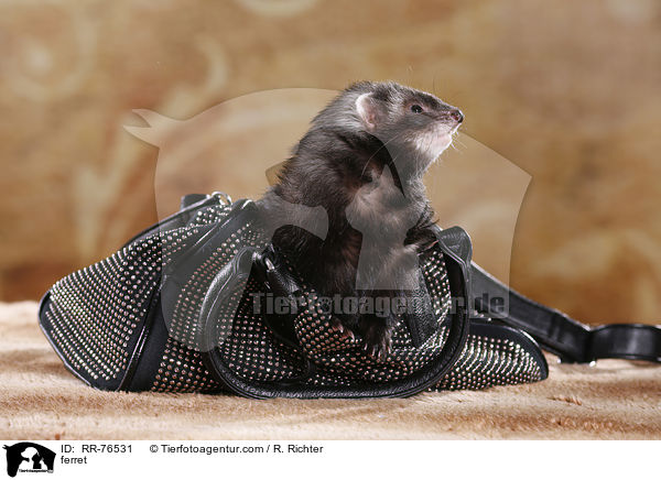 Frettchen / ferret / RR-76531