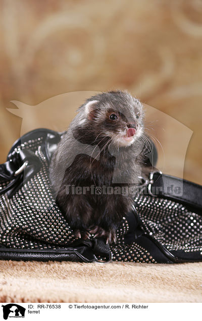 Frettchen / ferret / RR-76538