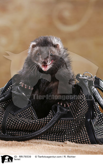 Frettchen / ferret / RR-76539