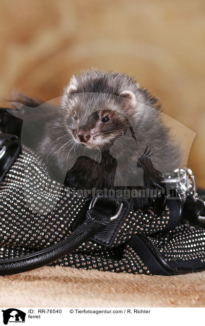 Frettchen / ferret / RR-76540