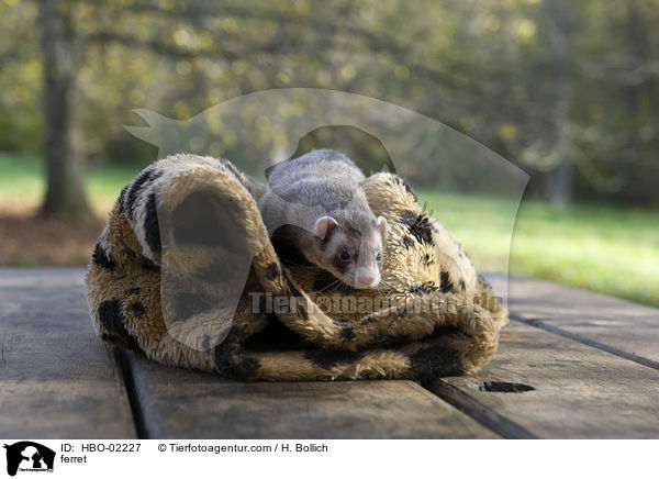Frettchen / ferret / HBO-02227