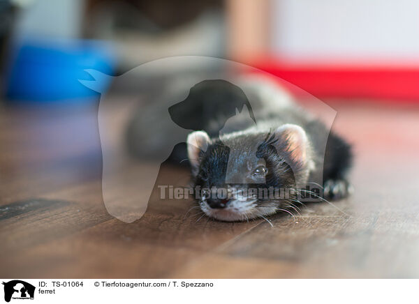 ferret / TS-01064