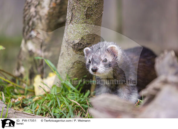 ferret / PW-17051