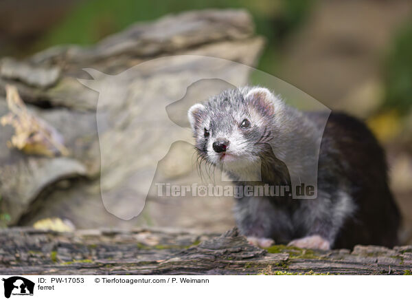 ferret / PW-17053