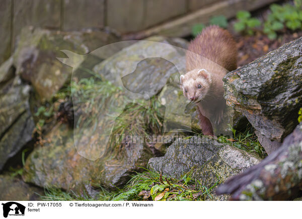 ferret / PW-17055