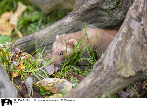 ferret / PW-17060