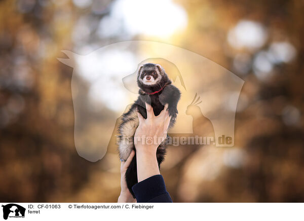 Frettchen / ferret / CF-01063