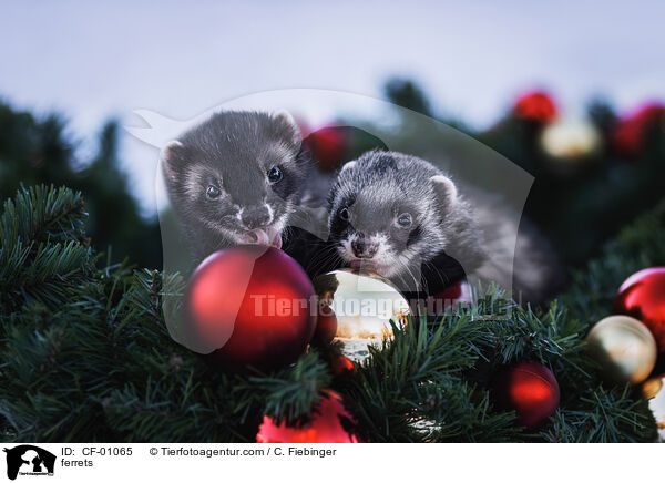 ferrets / CF-01065
