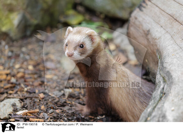 ferret / PW-19018