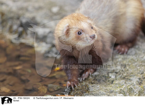 Frettchen / ferret / PW-19024