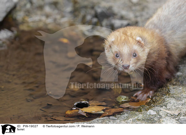 Frettchen / ferret / PW-19027