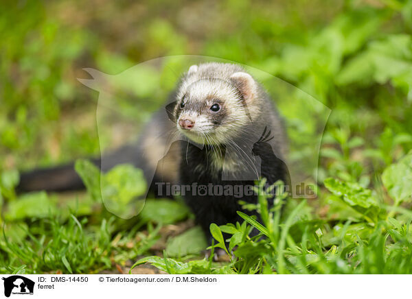 ferret / DMS-14450