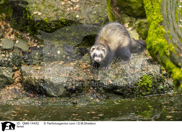 Frettchen / ferret / DMS-14452