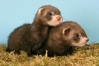 two ferrets