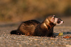 ferret