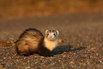 ferret