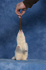 ferret