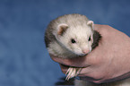 ferret