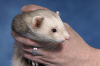 ferret