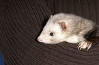 ferret