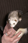 ferret