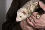 ferret