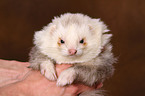 ferret