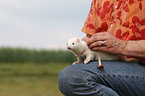 ferret