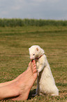 ferret