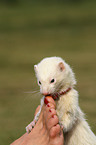 ferret
