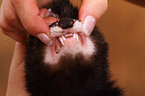 ferret teeth