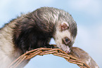 ferret