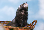 ferret