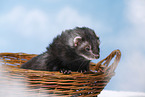 ferret