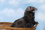 ferret