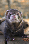 ferret