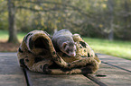 ferret