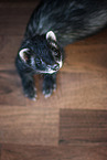 ferret