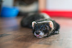 ferret