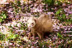 sitting Ferret