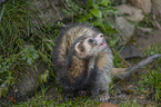 sitting Ferret