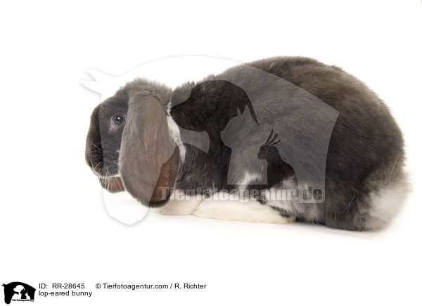 lop-eared bunny / RR-28645