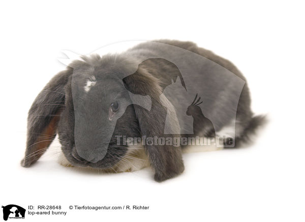 lop-eared bunny / RR-28648